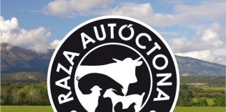 Raza autóctona 100%, presente en el próximo programa de Masterchef