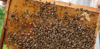 Los abejarucos ponen en peligro las colmenas de abejas