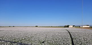 Precioso paisaje en La Mancha. ¿Qué cultivo es?