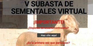 Agrama organiza la V Subasta Virtual de Raza Manchega