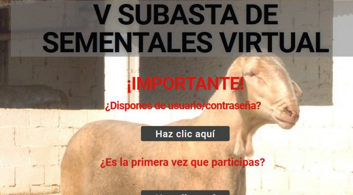 Agrama organiza la V Subasta Virtual de Raza Manchega