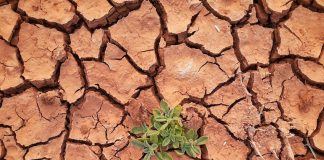 Revelan el impacto de 70 años de uso de pesticidas en los suelos europeos