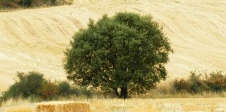 En busca de encina tolerante a la sequía y la Seca