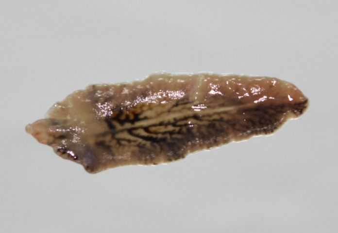 fasciola