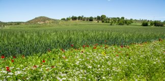 UPA trabaja para afianzar una alianza entre agricultores e insectos polinizadores