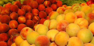 La falta de mano de obra, el gran problema laboral para la fruta de hueso fruta de hueso