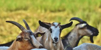 La producción de caprino de carne se hunde