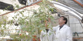 Nuevos transgénicos: hace falta transparencia en la toma de decisiones