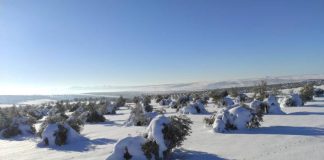 Las ayudas al olivar de Castilla-La Mancha que se vio afectado por el temporal ‘Filomena’ se pagarán el 28 de octubre olivos helados