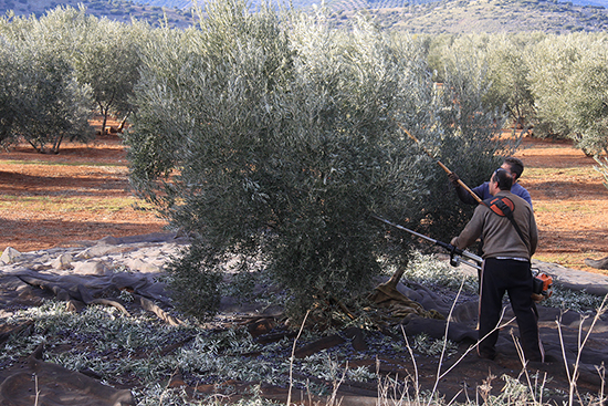 olivar_balance-AICA-baja