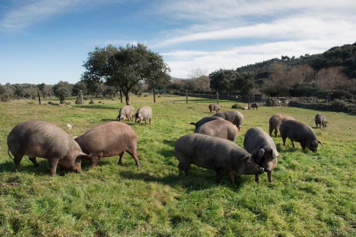 porcino-badajoz-alta