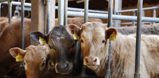 Critica la exclusión de parte importante de terneros cebados de la ayuda por los efectos de la guerra en Ucrania