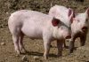 Los ganaderos de porcino pierden 19 euros por animal vivo por el impacto de la peste porcina africana porcino