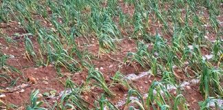 El 30 por ciento de la superficie sembrada de ajo no se recogerá, por las lluvias ajos
