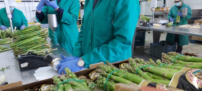 espárrago espárrago