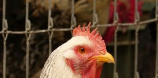 La eliminación de jaulas en las granjas implicaría un encarecimiento de la producción gallina