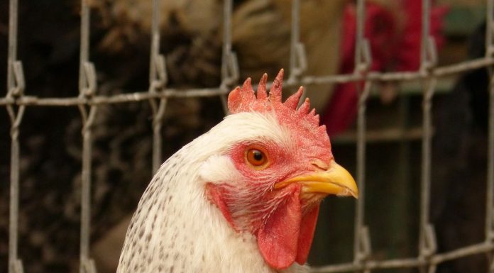 El Gobierno de Castilla-La Mancha extenderá el confinamiento de aves de corral a toda la región gallina