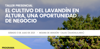 El cultivo del lavandín en altura, una oportunidad de negocio