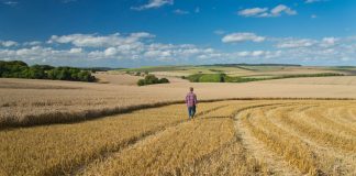 Requisitos para cumplir la condicionalidad de la PAC tras la recolección de cultivos