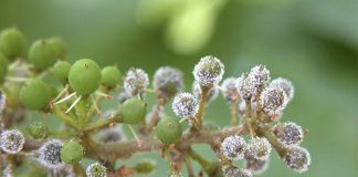 Crean aplicación móvil para identificar plagas y enfermedades en el cultivo de la vid