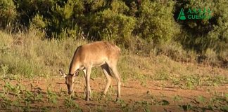 Vídeo. Venado comiéndose cultivo de girasol en Cuenca