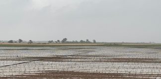 Las intensas lluvias anegan viñedo en Tomelloso
