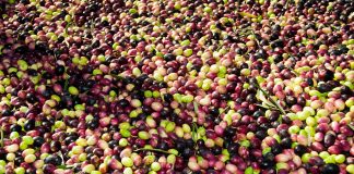 Siete detenidos y 60.000 kilos de aceitunas intervenidas en las provincias de Huelva y Sevilla aceitunas