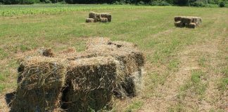 La alfalfa deshidratada española, de récord