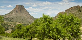 UPA indica que “el superintensivo machaca al almendro tradicional» almendros