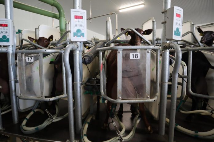 cabras leche jccm cabras leche