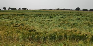 Las tormentas afectaron a miles de hectáreas de cultivos de Guadalajara