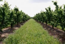 El FEGA refuerza los controles sobre la cosecha en verde y la renuncia a efectuar cosecha frutales