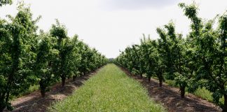 Una confederación hidrográfica aconseja a los agricultores plantar en función de los recursos hídricos ante la sequía frutales