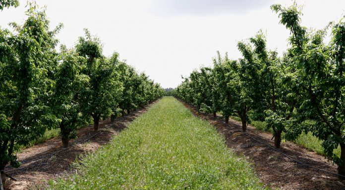 El FEGA refuerza los controles sobre la cosecha en verde y la renuncia a efectuar cosecha frutales