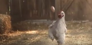Vídeo. Gallina futbolista