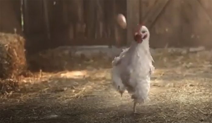 gallina futbolista