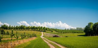 ¿Qué es la agricultura regenerativa?