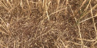 El pedrisco ocasiona graves pérdidas en cientos de hectáreas de cereal