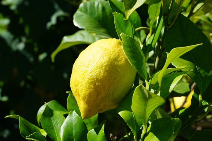 limon_tcm30-441441