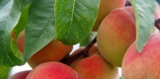 La producción de fruta de hueso aumenta un 10 por ciento respecto a 2023 melocotón