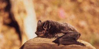 El lado bueno de los murciélagos