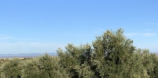 Desarrollan un sistema que mide la cantidad de abono necesario para cada olivo olivar