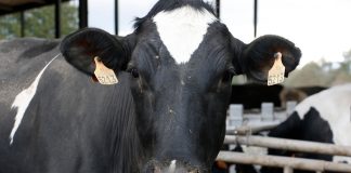 Ganaderos denuncian “injerencias” para reventar el estudio de la cadena de valor de la leche