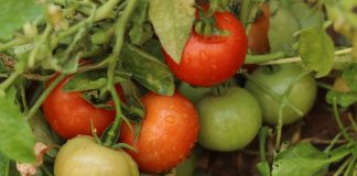 El rey de Marruecos construye de forma ilegal la “megalópolis del tomate”