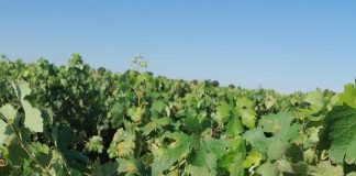 Alertan de “daños nunca vistos” en el viñedo de Burdeos por el mildiu Mildiu