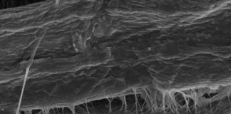 Residuos agrícolas para alargar los ciclos de vida de los productos