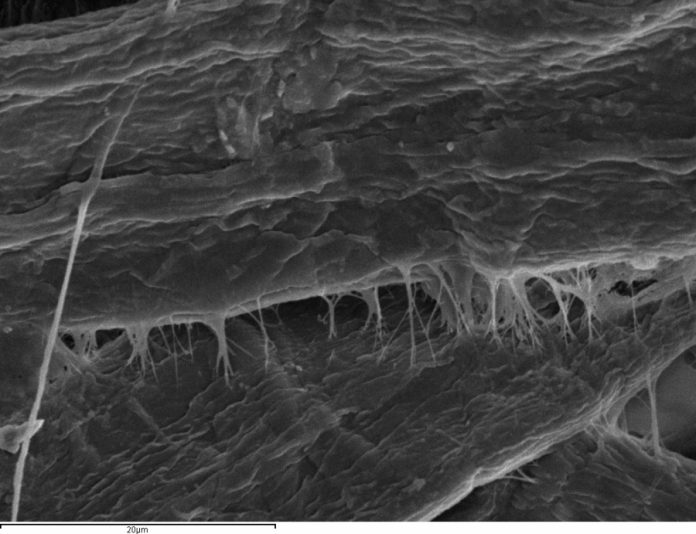 NANOCELULOSA