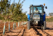 El FEGA actualiza el Plan Nacional de Control para las ayudas de reestructuración y reconversión del viñedo viñas
