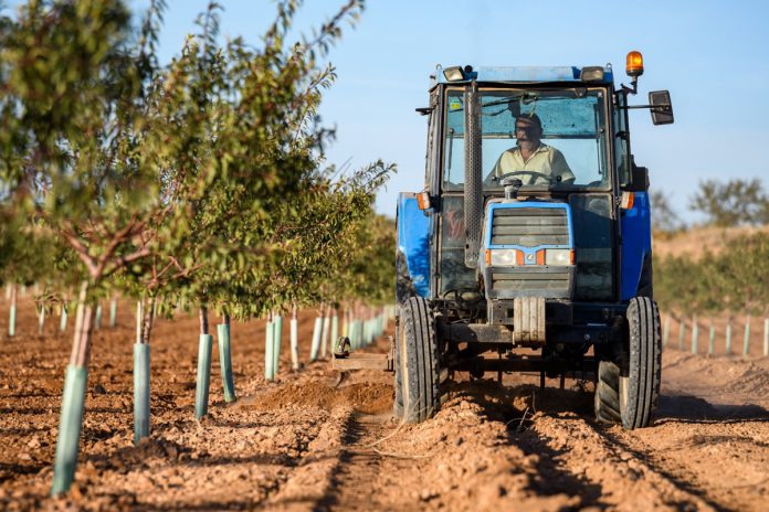 viñas