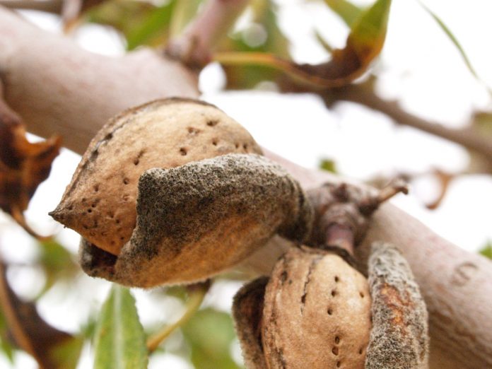 almendra